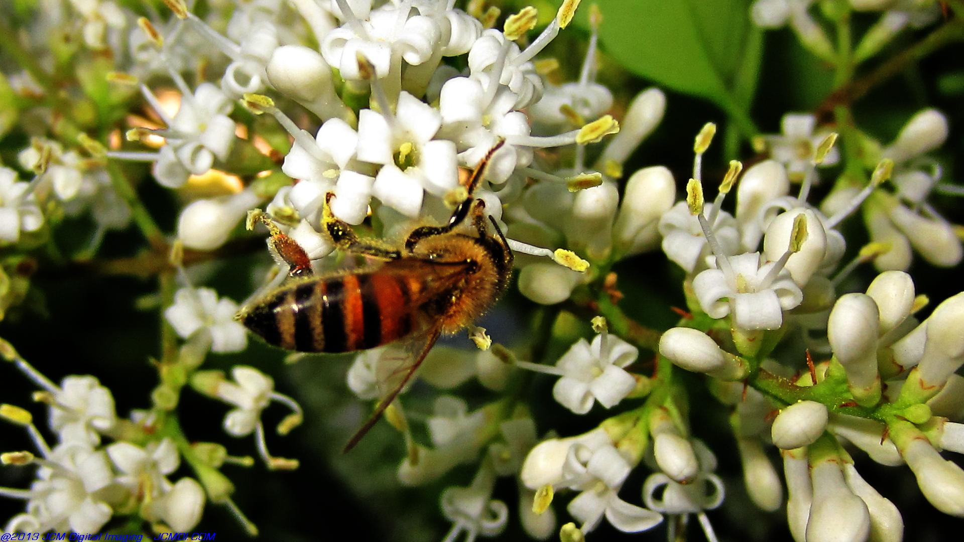 Honeybees on white flowers 